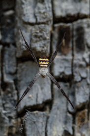 spider